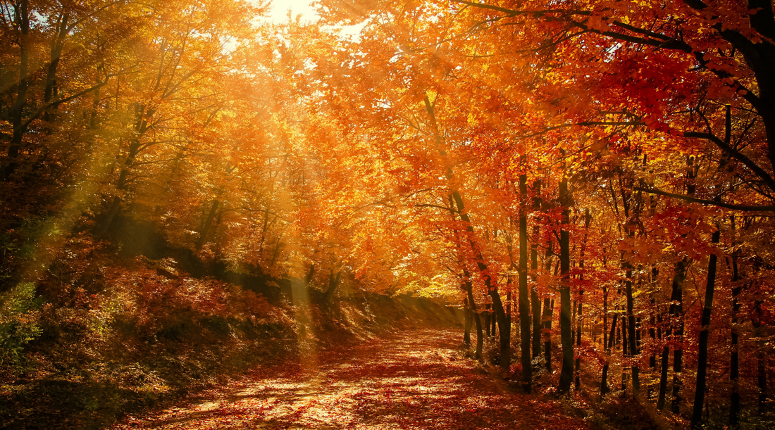 Make the Most of Fall: Tips for Enjoying Nature and Fighting Seasonal Depression